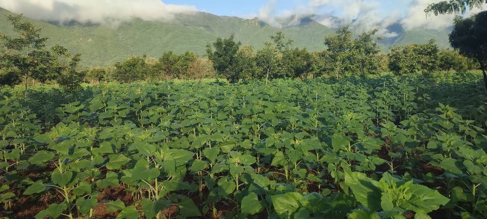 A field of young sunflowers in rows, with the Pare Mountains rising behind